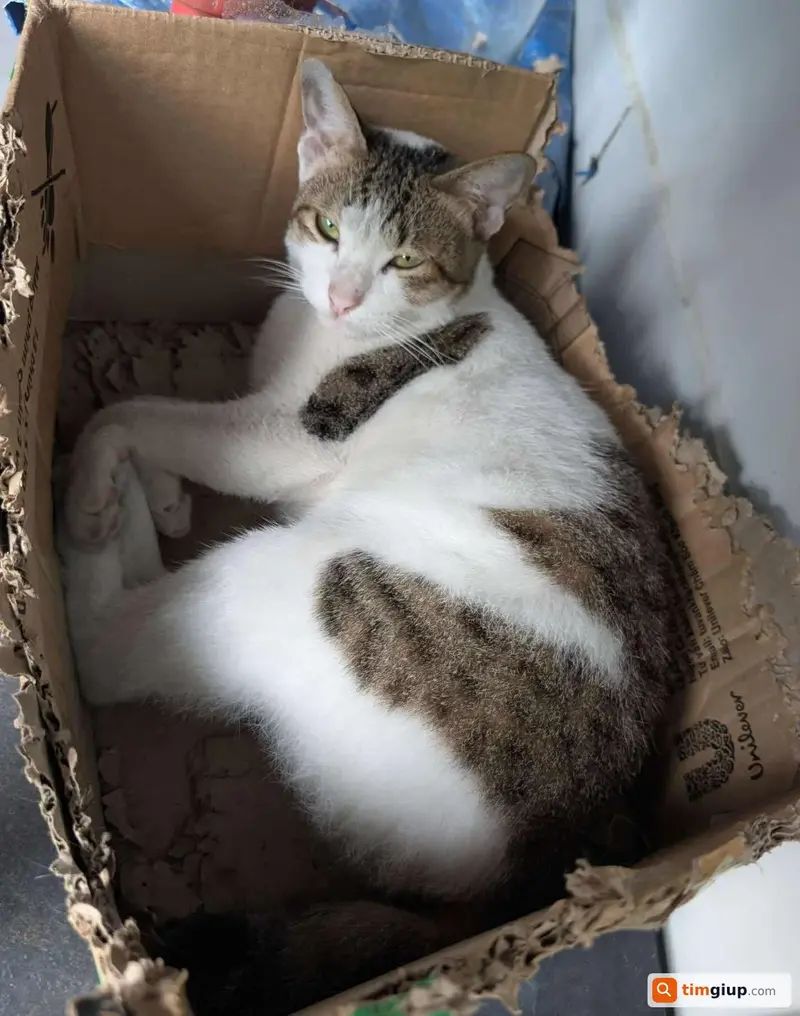 Tìm mèo cái tên Xoài lông xám trắng lạc tại Thủ Đức, TP.HCM