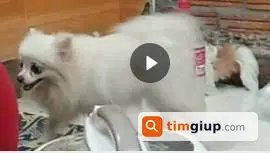 Tìm Chó Phốc Sóc Thất Lạc Tại Khu Hai Vân, Tam Giang, Bắc Ninh