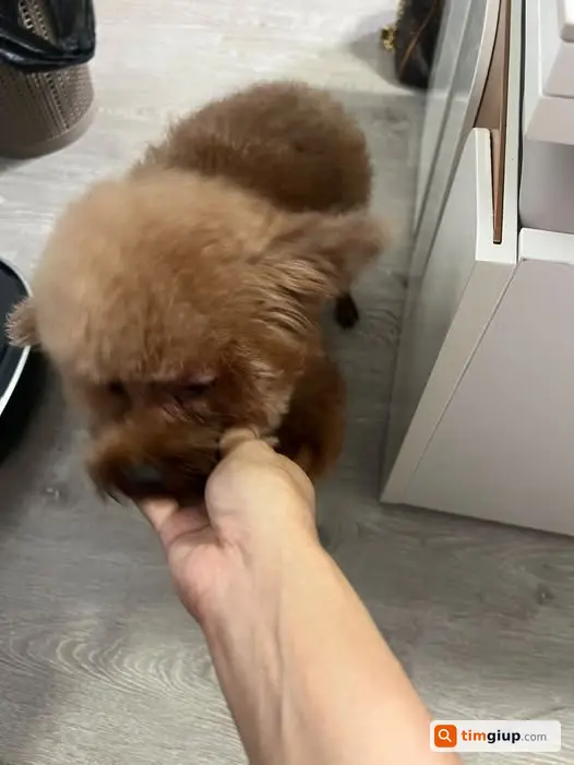 Nhặt Được Đồ Khác Khu Vực Chùa Bằng, Bằng Liệt, Hoàng Mai