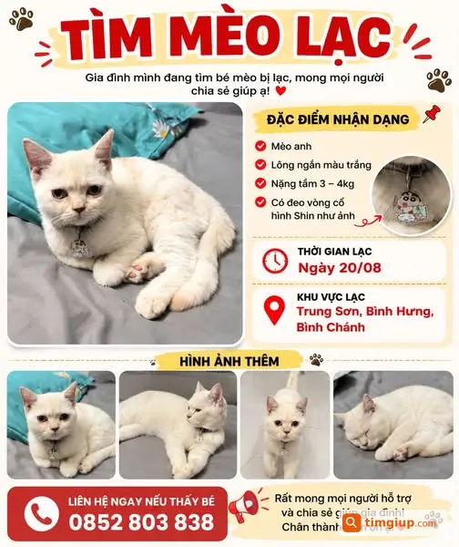 Tìm Mèo Anh Lông Ngắn Trắng Thất Lạc Tại Bình Chánh