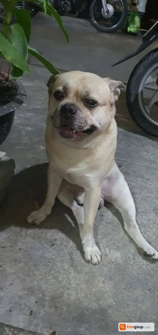 Tìm chó Pug lai màu vàng trắng tên Tommy lạc tại Tân Định, Q1