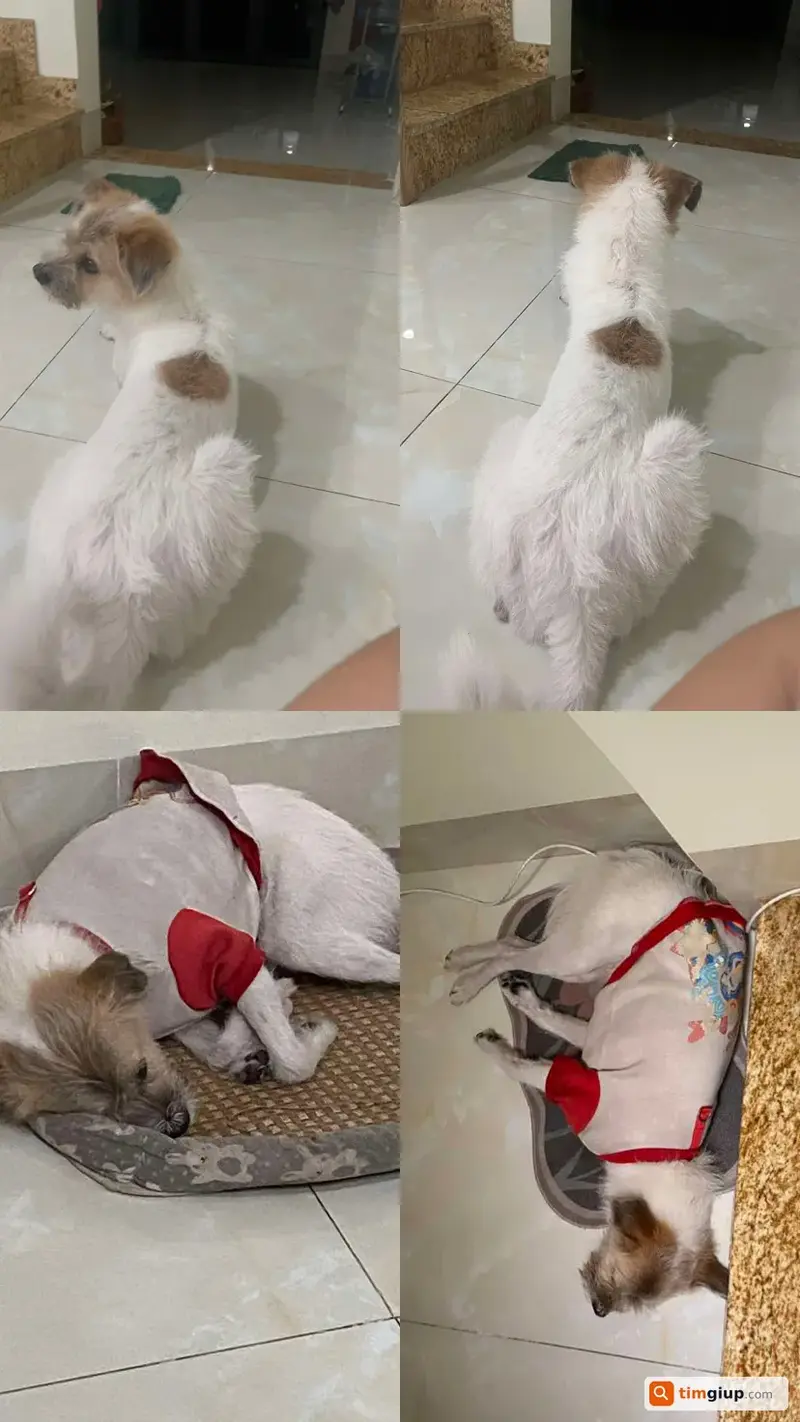 Tìm chuộc bé chó tên Bo bị trộm tại Quận 1, TP. Hồ Chí Minh