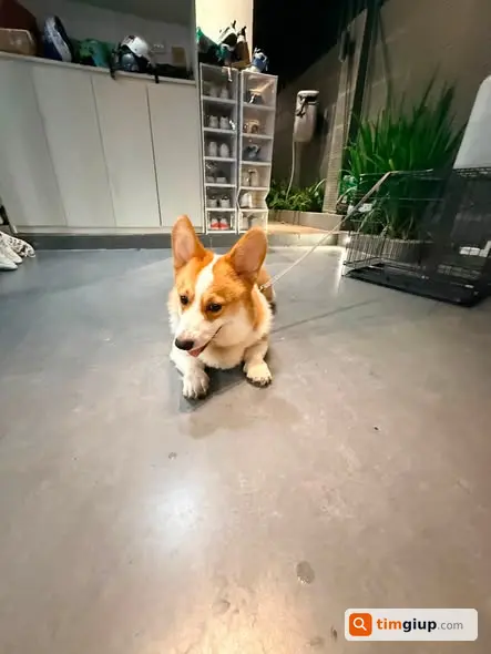 Tìm Chó Happy Thất Lạc Tại An Vượng Dương Nội