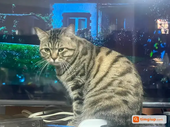 Tìm Mèo Thất Lạc Tên Khoai Tabby Nâu-Xám Tại Ngọc Thuỵ, Hà Nội