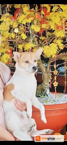 Tìm Chó Milu Thất Lạc Tại Long Điền B, Chợ Mới