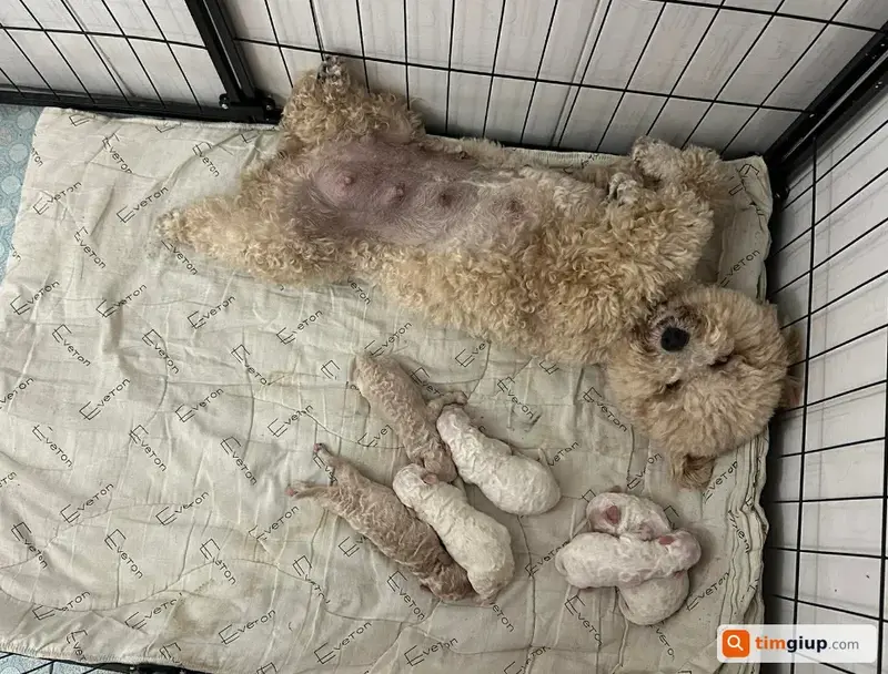 Tìm bé chó Poodle tên Kem bị mất tại Bình Giang, Ninh Bình