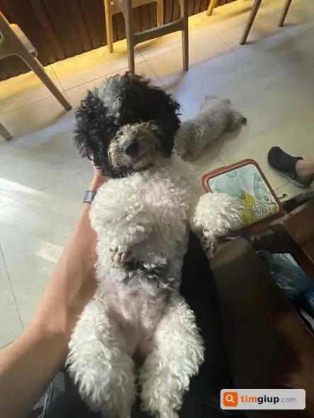 Tìm Chó Màu Bò Sữa Thất Lạc Tại Ngõ 123 Trần Cung, Hà Nội