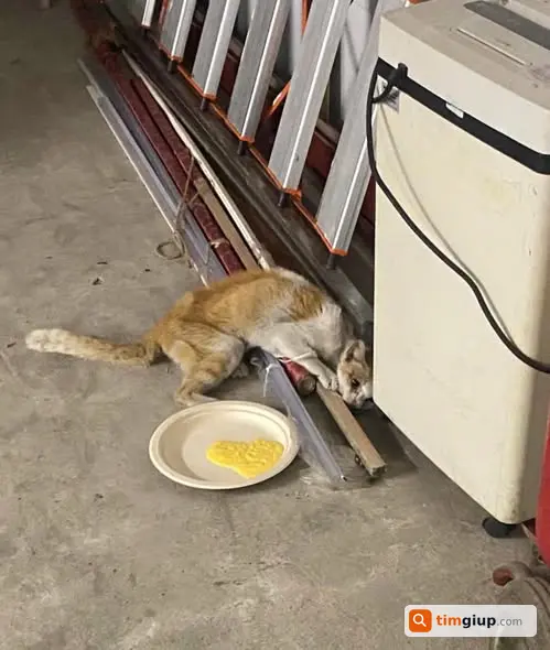 Khẩn cấp cứu hộ mèo nghi dính bả tại Hoàng Hoa Thám, Hà Nội