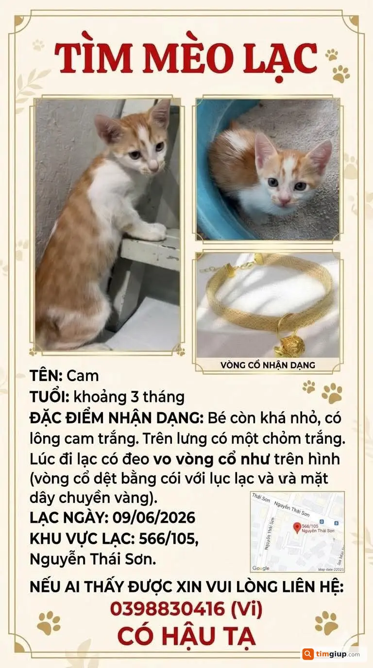 Tìm mèo Cam lông vàng trắng lạc gần ĐH Văn Lang Gò Vấp