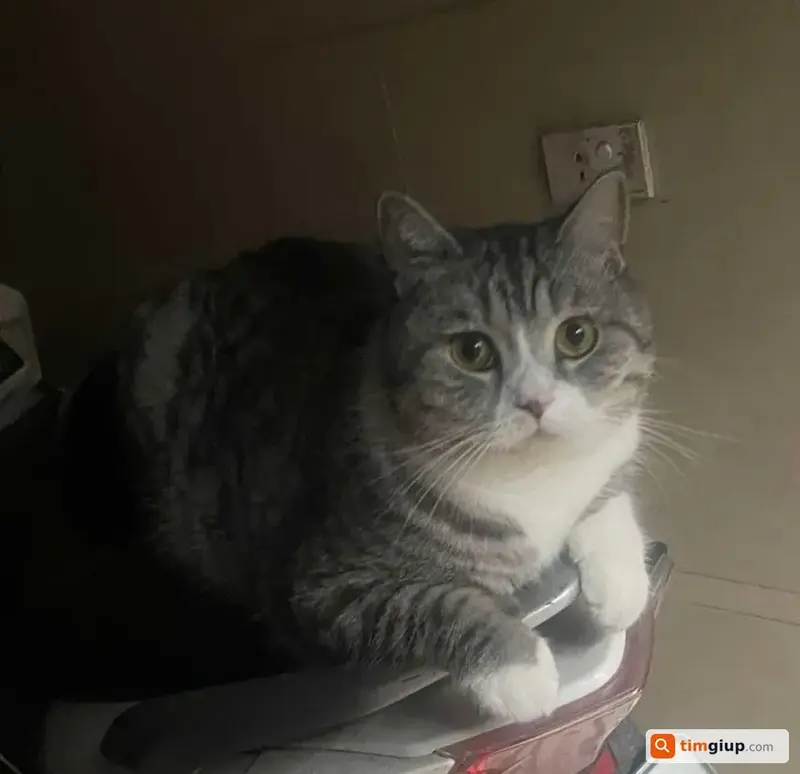 Tìm mèo Anh lông ngắn màu xám trắng lạc tại Thanh Xuân, Hà Nội