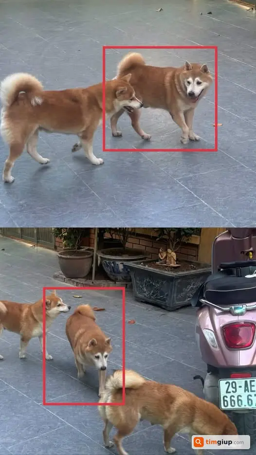 Tìm Chó Shiba Inu Mặt Trắng Thất Lạc Tại Xuân Phương, Hà Nội
