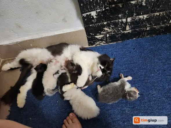 Tìm Mèo Thất Lạc Lông Đen Trắng Ở Đường Tây Sơn, Gò Đống Đa