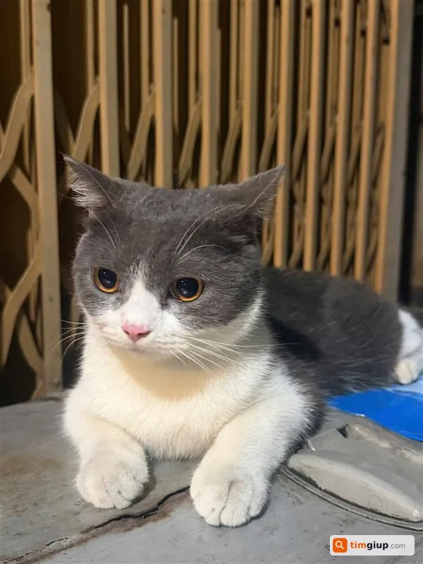 Tìm mèo Anh lông ngắn tên Miu bị lạc tại Quận 7, TP.HCM