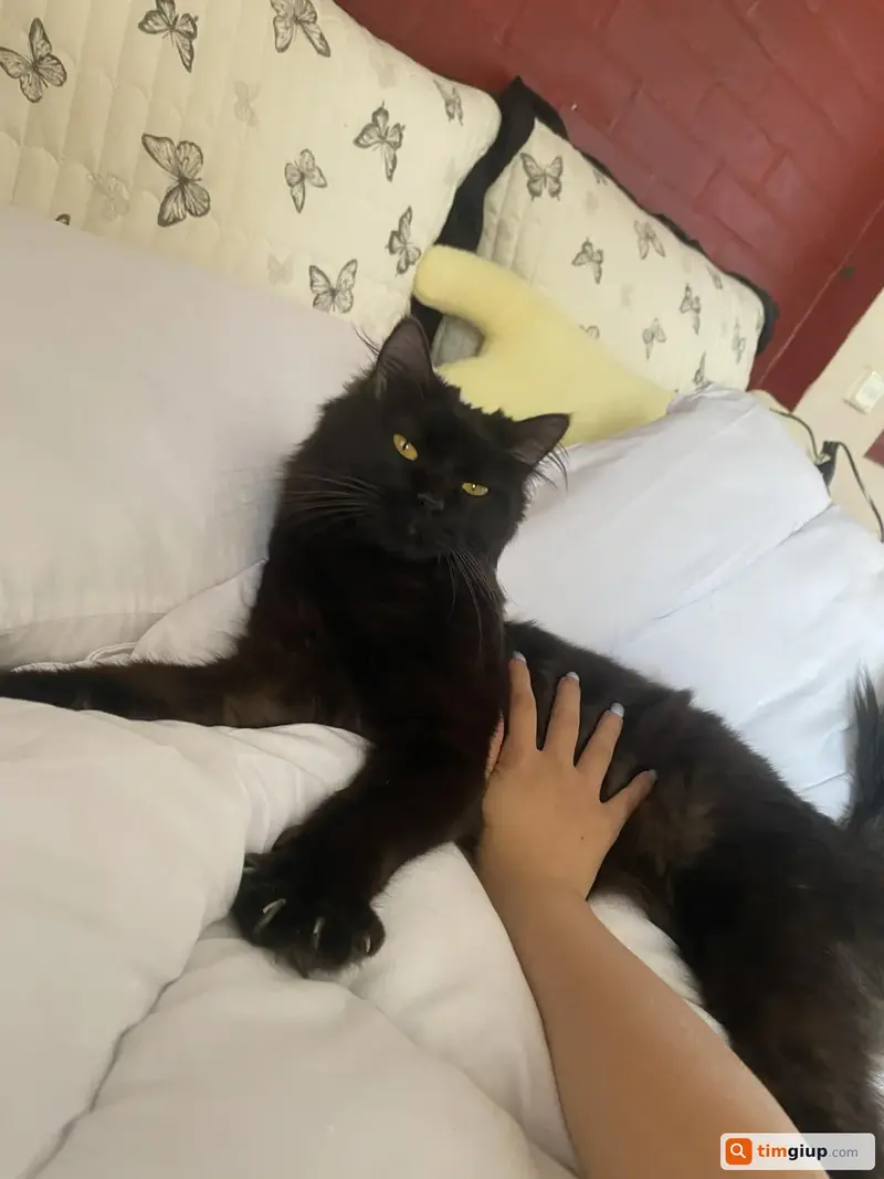 Tìm mèo giống ALD tên Xù thất lạc tại Lê Trọng Tấn, Hà Nội