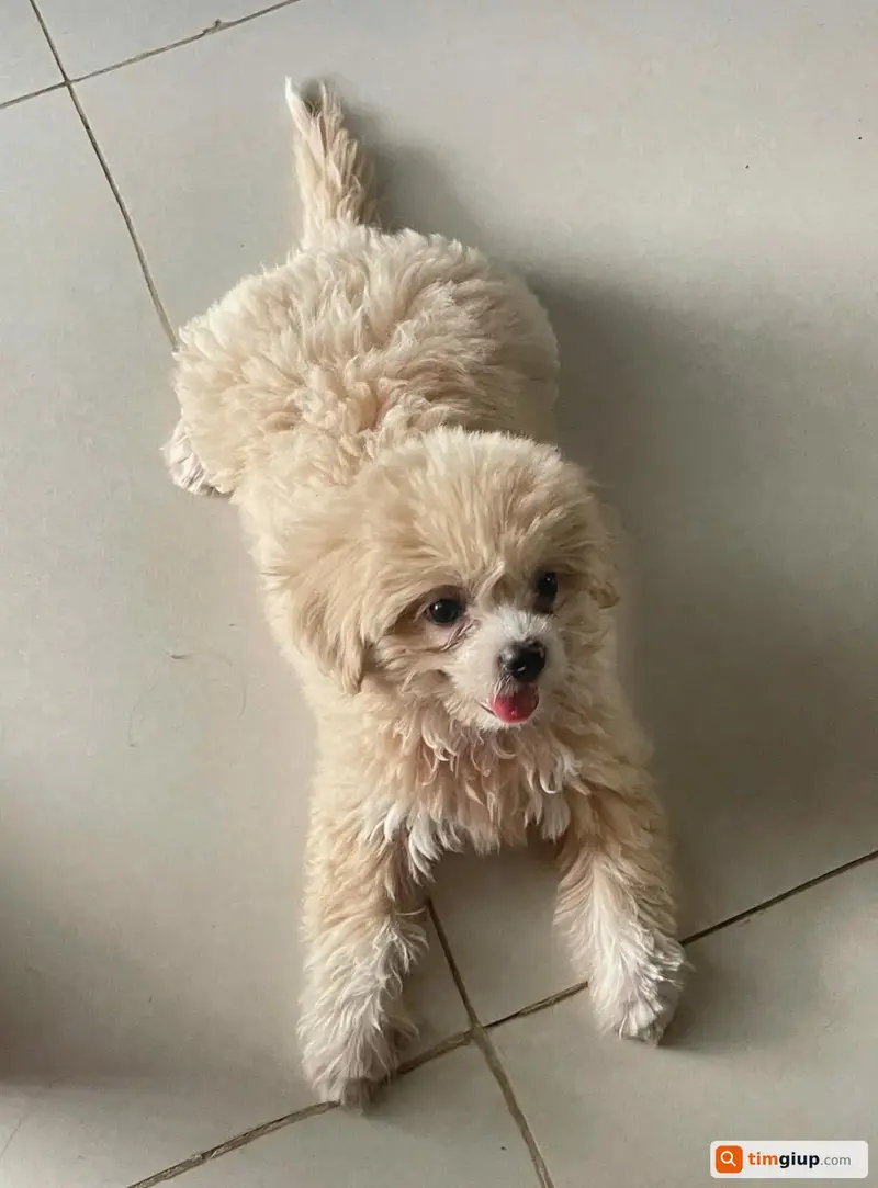 Tìm bé chó Poodle tên Xu bị lạc tại Bình Xuyên, Vĩnh Phúc