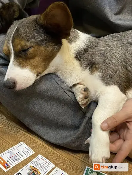 Tìm chó Corgi trắng ghi tên Gốm lạc tại Trần Nhật Duật