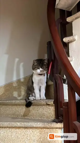 Tìm mèo ALN tabby nâu đeo vòng cổ lạc tại Ngọc Lâm Long Biên