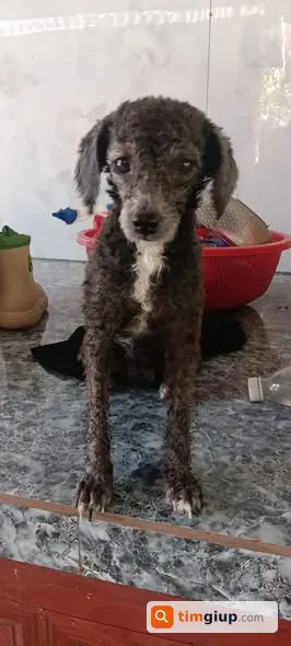 Tìm chó Lucky cái đi lạc tại ngã tư Tân Hòa Đông Bình Tân