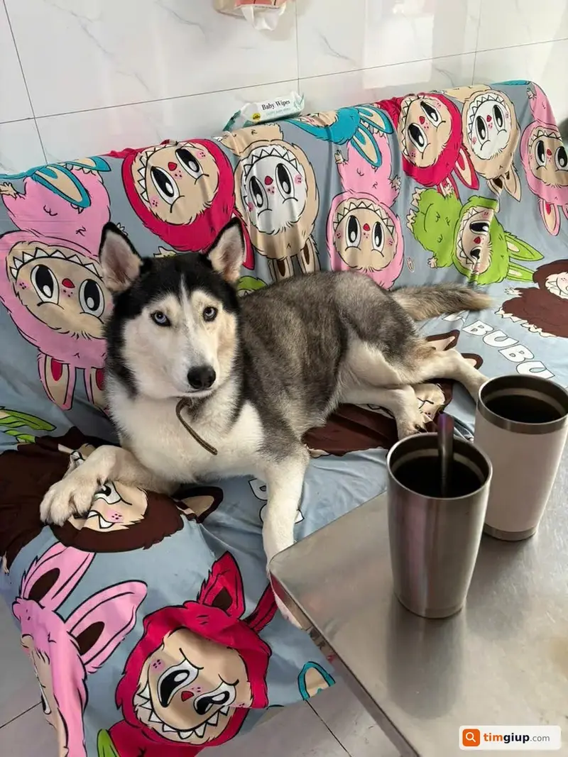 Tìm chó Husky tên Moon thất lạc tại Quận 11, TP. Hồ Chí Minh