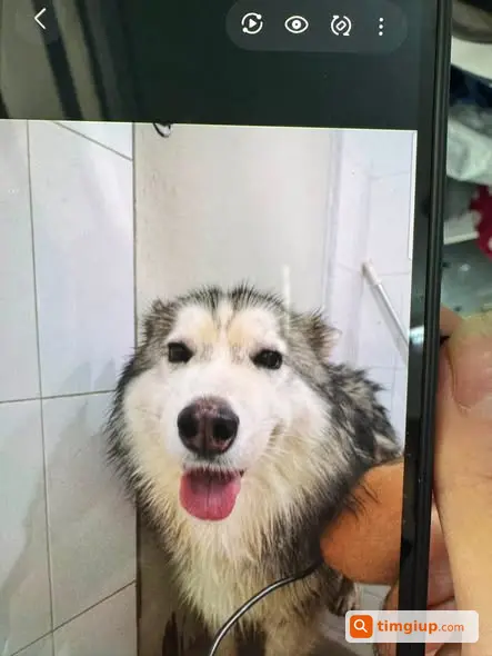 Tìm Chó Husky Thất Lạc Tại Mai Dịch, Doãn Kế Thiện