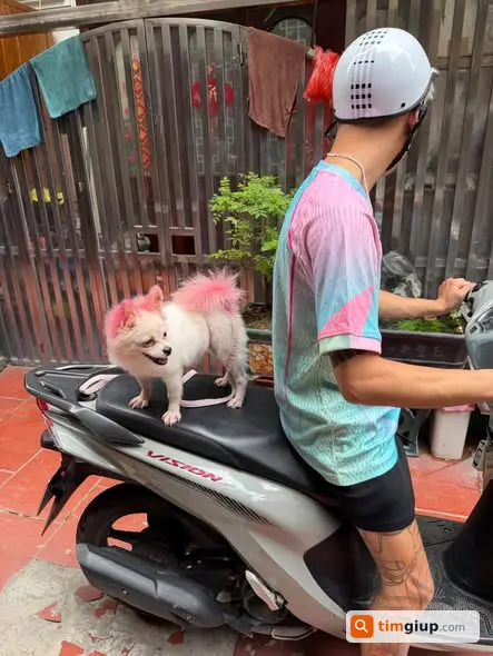 Tìm Chó Thất Lạc Tại Đường Bạch Đằng, Mong Được Giúp Đỡ