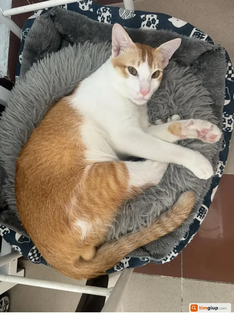 Tìm bé mèo đực thất lạc tại đường Vũ Tùng, Bình Thạnh, TP.HCM