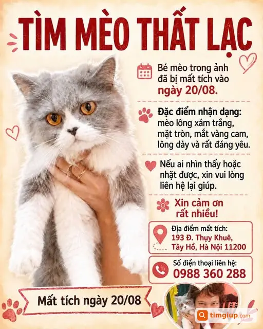 Tìm Mèo Thất Lạc Tại Khu Vực Thụy Khuê, Hà Nội
