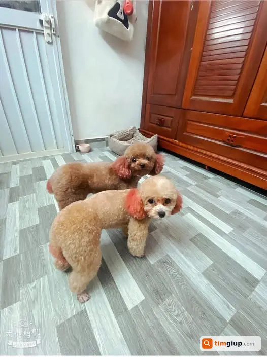Tìm Chó Mutto Lông Vàng Nhạt Thất Lạc Tại Kim Mã, Hà Nội