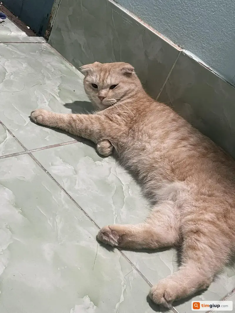 Tìm mèo tên Leo thất lạc tại Thủ Đức, TP. Hồ Chí Minh