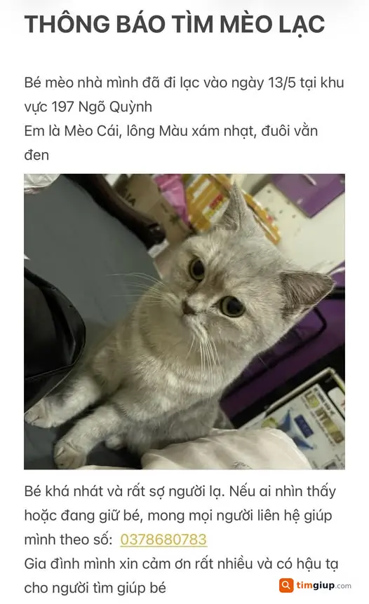 Tìm mèo thất lạc tại khu vực Ngõ Quỳnh, Bạch Mai