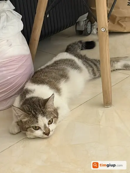 Mèo lạc tìm chủ khu vực Núi Trúc, Hà Nội