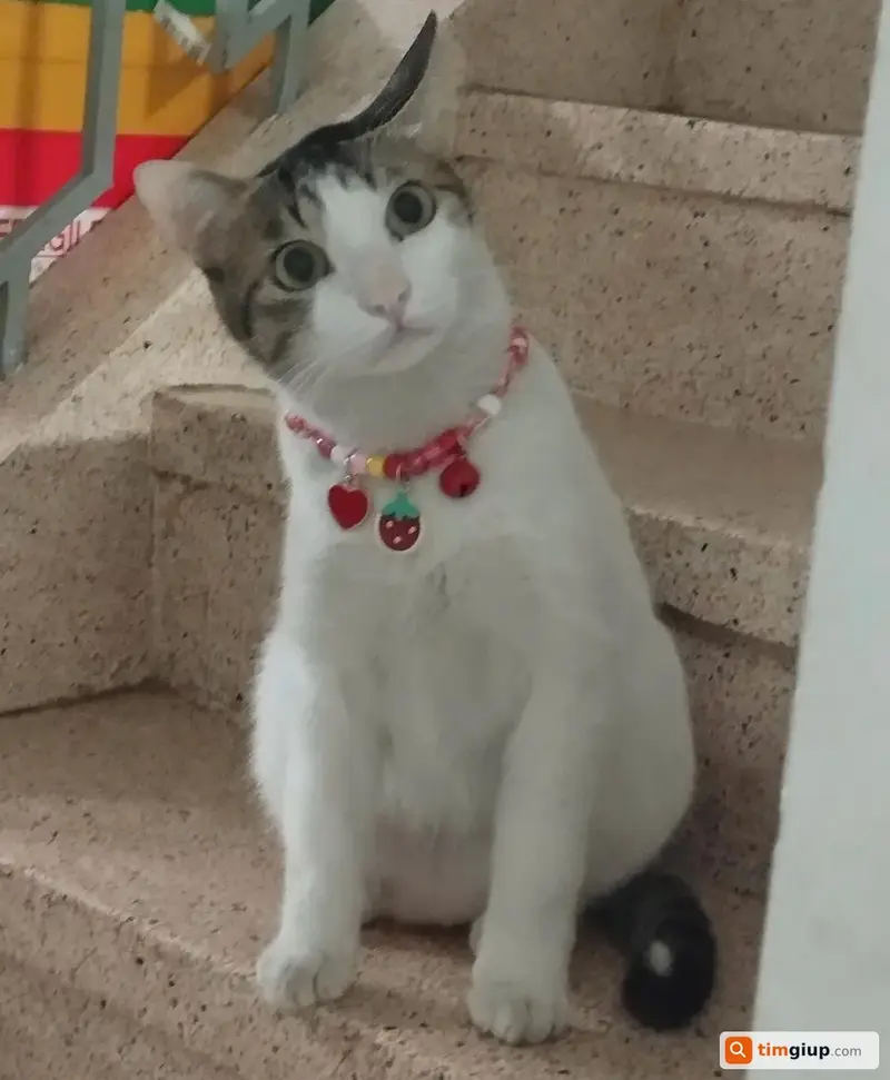 Tìm mèo lạc tên Bụt tại Quận Bình Thạnh, TP.HCM