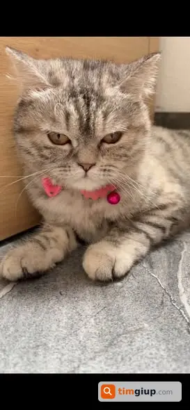Tìm chủ mới cho 3 bé Be vàng tai cụp do chuyển chỗ ở