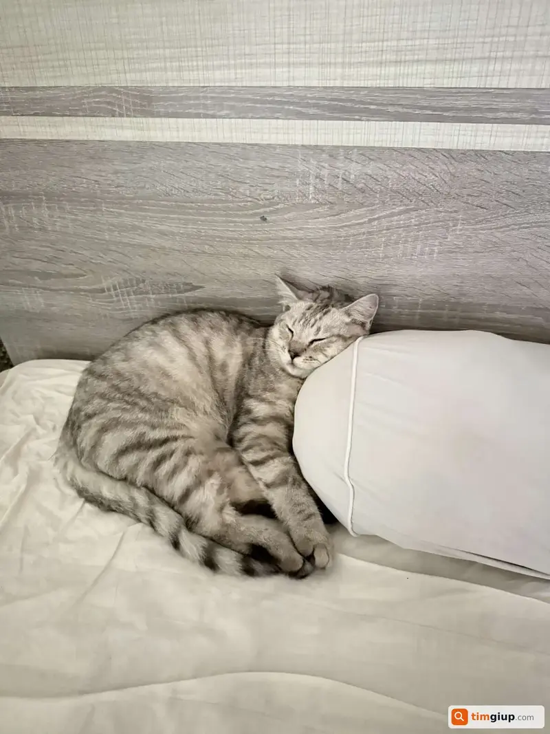 Tìm mèo lạc tên Leo tại Quận 9, TP. Hồ Chí Minh