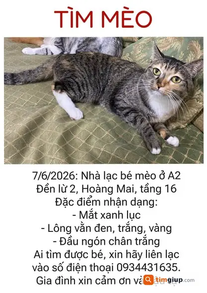 Tìm mèo tam thể cái 4 tuổi lạc tại chung cư A2 Đền Lừ 2