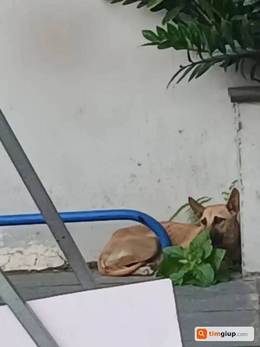 Giúp Tìm Thú Cưng Đi Lạc Để Nhận Lại Qua Số 0888238556