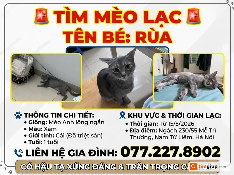 Tìm mèo ALN màu xám tên Rùa lạc tại Mễ Trì Thượng