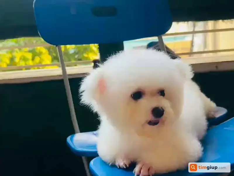 Tìm Chó Poodle Tiny Tên Mây Thất Lạc Tại Đường Láng, Hà Nội
