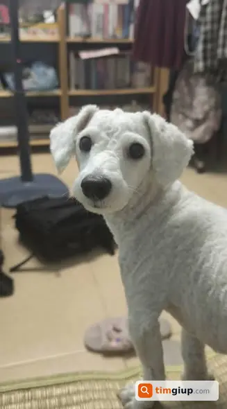 Tìm chó Poodle lai tên Sữa lạc tại ngõ Quỳnh, Hà Nội