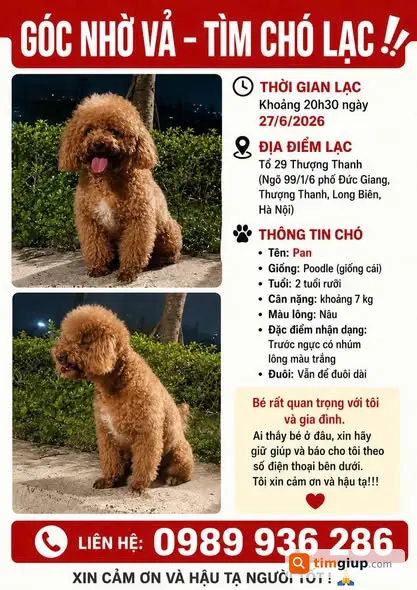 Tìm Chó Pan Thất Lạc Tại Long Biên, Hà Nội