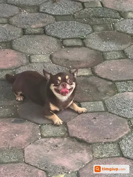 Chó Chihuahua Tôm Thất Lạc Tại Nghĩa Đô, Tây Hồ, Hà Nội