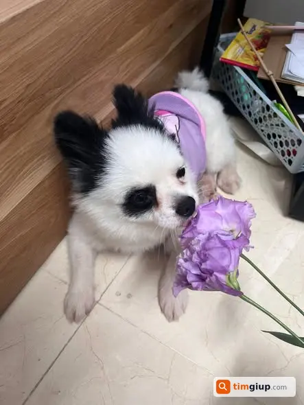 Tìm Chó Phốc Sóc Poo Trắng Đen Thất Lạc Tại Đản Dị, Đông Anh