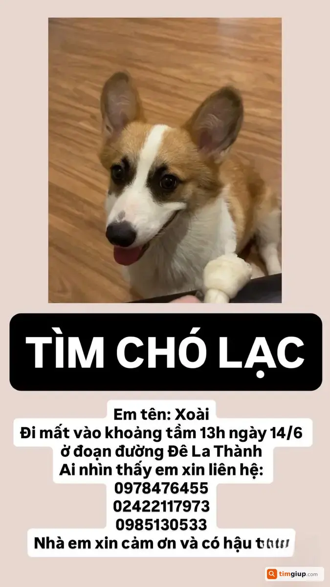 Tìm chó Corgi cái tên Xoài lạc tại Ô Chợ Dừa, Hà Nội