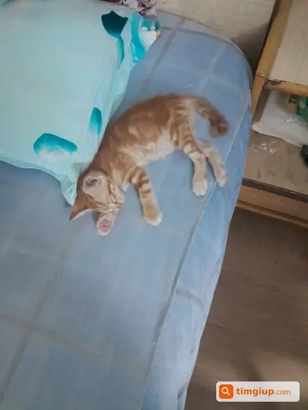 Tìm Nhà Yêu Thương Cho Mèo Cam Và Mèo Đen Tại Quận 8