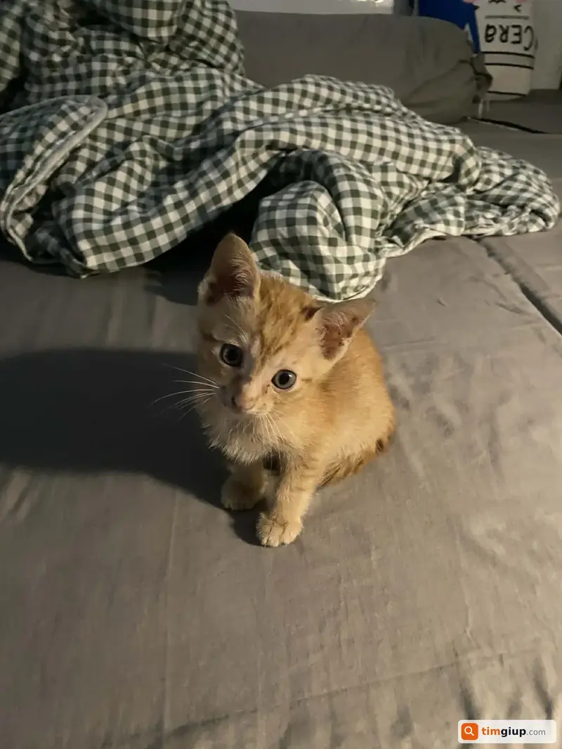 Tìm mèo ta tên Bò thất lạc tại khu vực THCS Định Công, Hà Nội