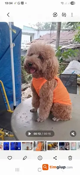 Tìm chó Poodle nâu đậm chân cao tên Bắp tại Bình Chánh