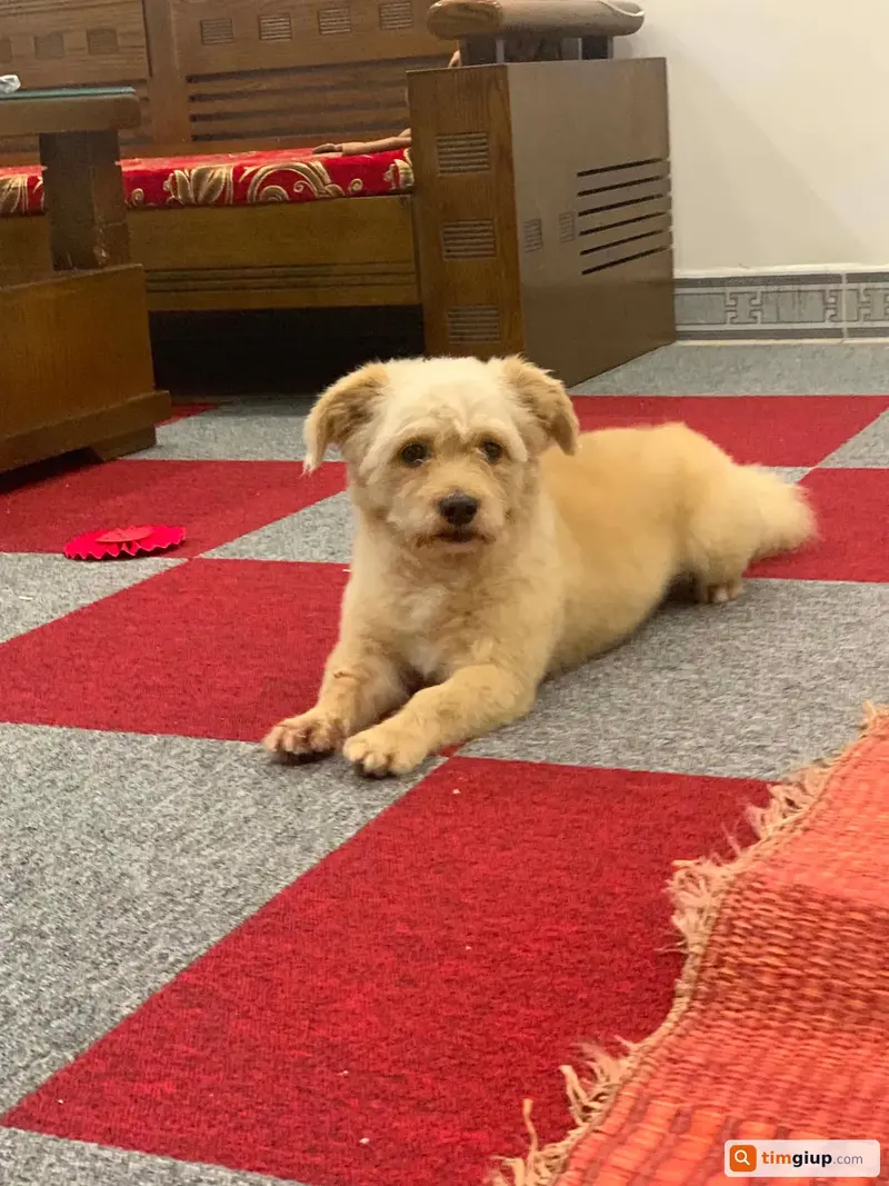 Tìm chú chó Milo thất lạc tại Mễ Sở, Hưng Yên