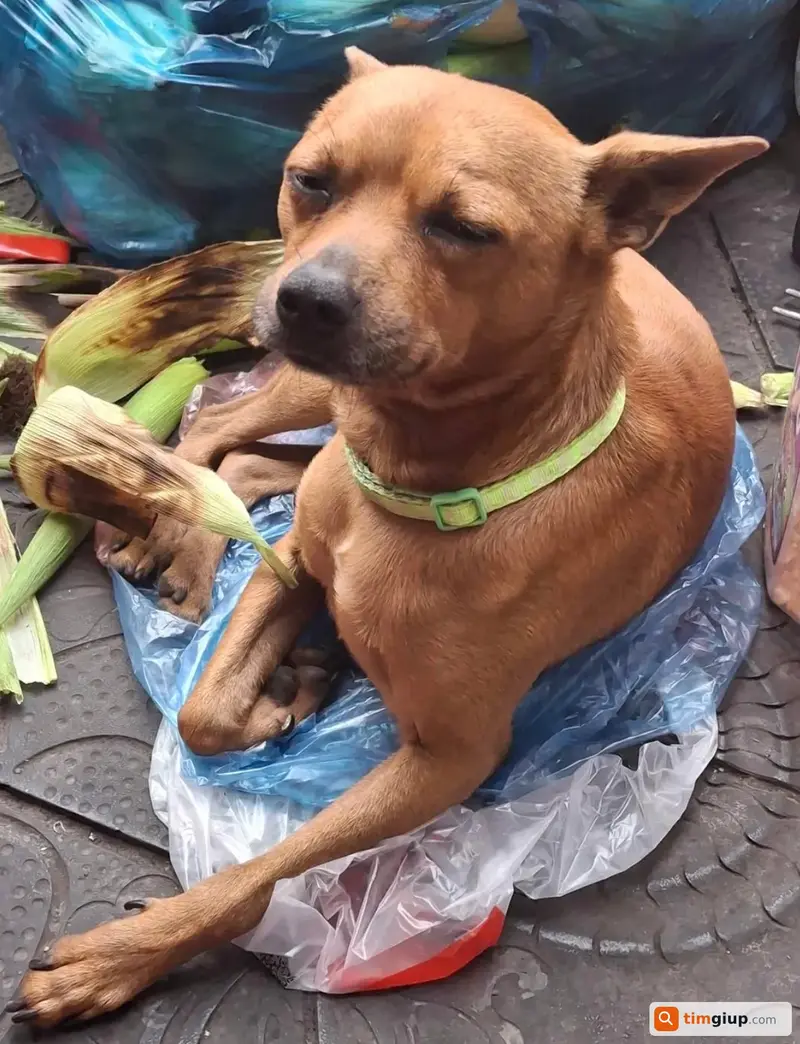 Tìm bé chó Phốc lai tên Tôm lạc tại Bình Giang, Hải Dương