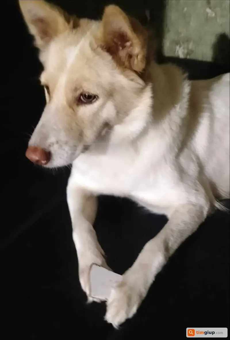 Tìm bé chó Tiểu Bảo bị bắt trộm tại Dĩ An, Bình Dương