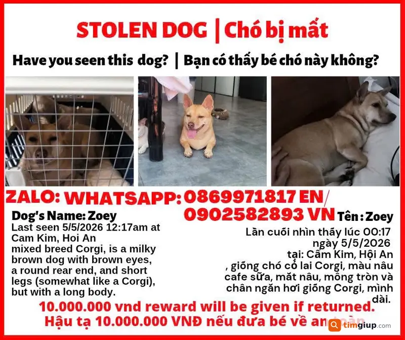 Tìm chó Zoey màu nâu cafe sữa lai Corgi lạc Cẩm Kim Hội An